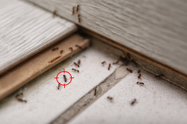 Best Commercial Pest Control Services  in Stevenson, WA